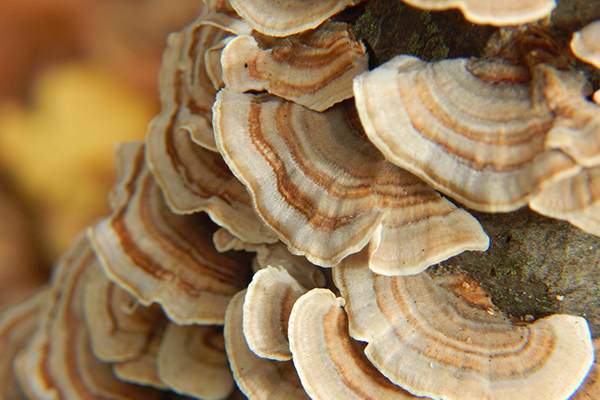 superfoods, turkey tail mushrooms