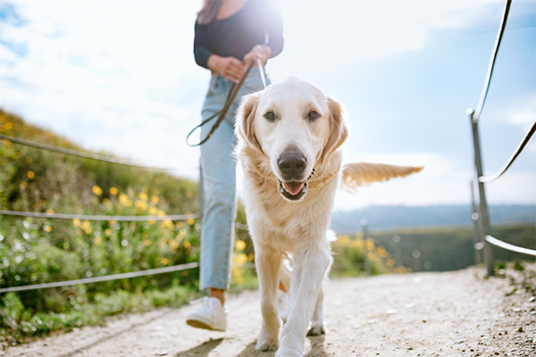 woman walking dog | 10,000 Steps