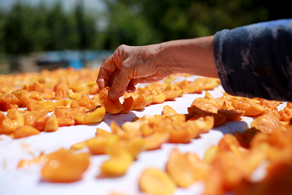 hand reaching for table of dried apricots | is dried fruit healthy
