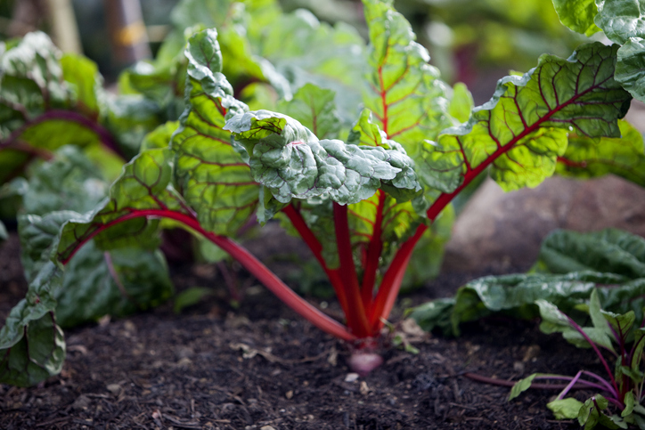 unpicked swiss chard | Dark Leafy Greens