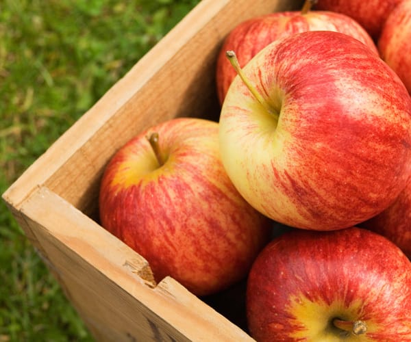 Red Delicious Apples  Local Apple Variety From Old Peru, United States of  America