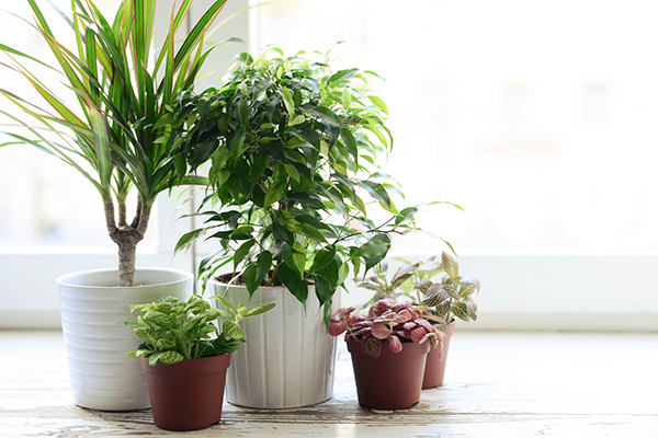 Can Indoor Plants Really Clean the Air in Your House? | BeachbodyBlog.com