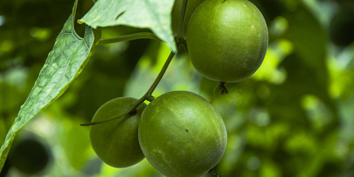 What to Know About Monk Fruit | BODi