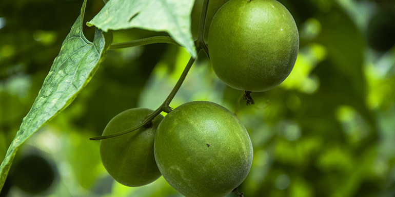 What to Know About Monk Fruit | The Beachbody Blog