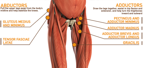 Upper Leg & Knee