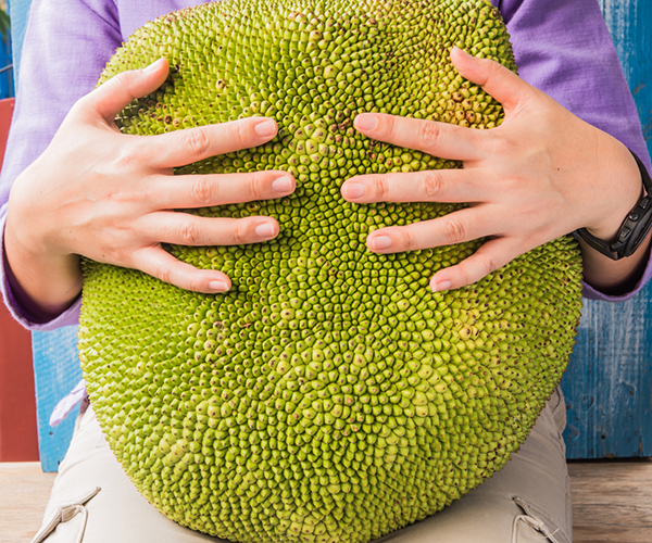 Person holding a huge jackfruit in their lap