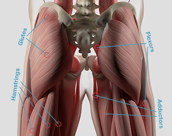 hip stretches muscles anatomy