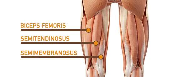 hamstrings muscles anatomy | star jumps