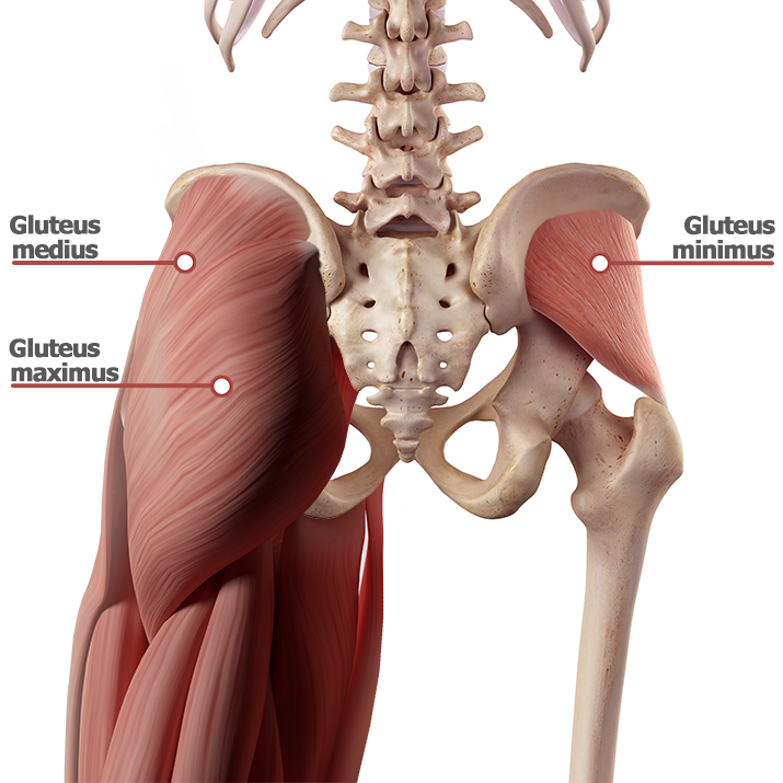 Muscles used in online leg raises