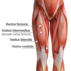 Quadriceps anatomy quad exercises