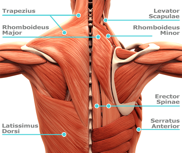 Back muscles - back stretches