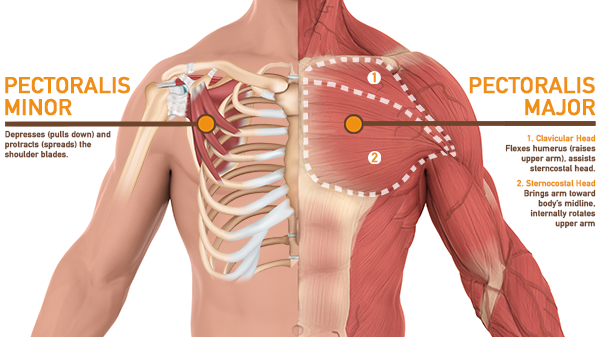 Anatomical Diagram of Pectoral Muscles | Decline Bench Press