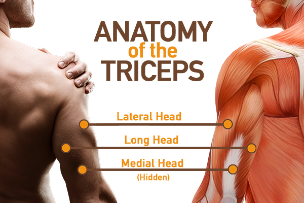 Anatomical Diagram of Tricep Muscles | Decline Bench Press