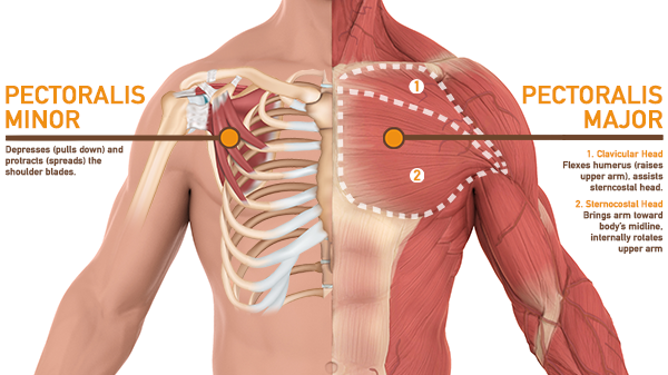 chest muscles anatomy | incline dumbbell press