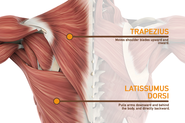 back muscle anatomy | Dumbbell Pullover Exercise