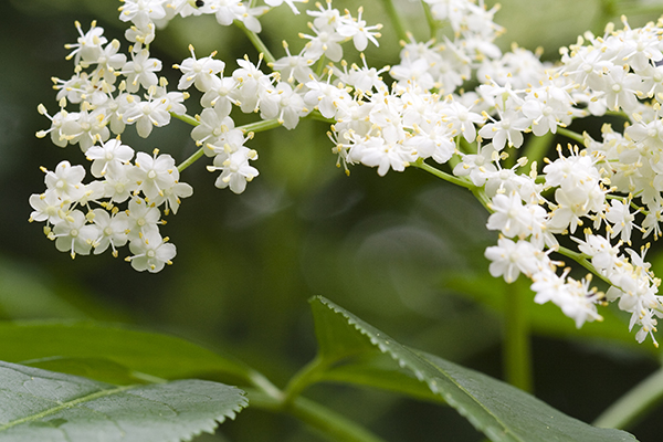 Elderflower blossoms