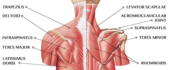 shoulder upper back muscles anatomy