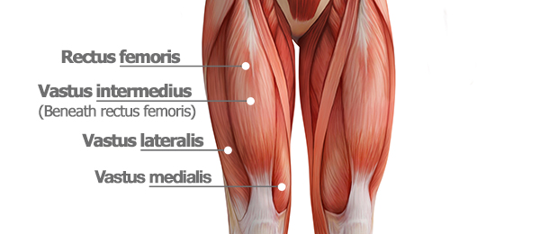 quad muscles | thigh anatomy