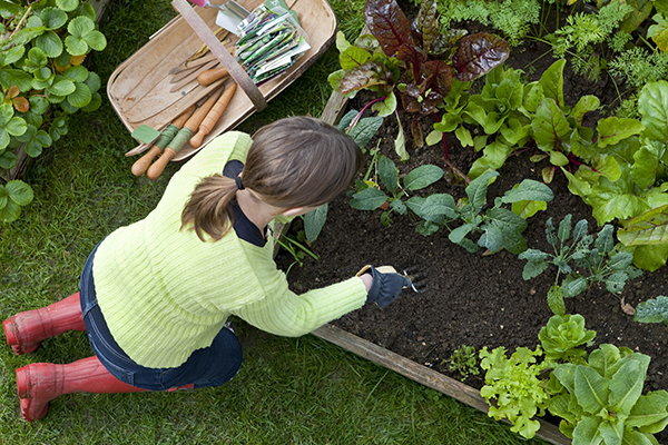 Woman gardening vegetables