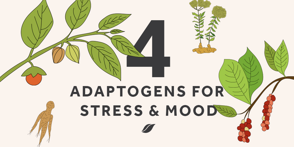 What Are Adaptogens And What Do They Do? | BODi