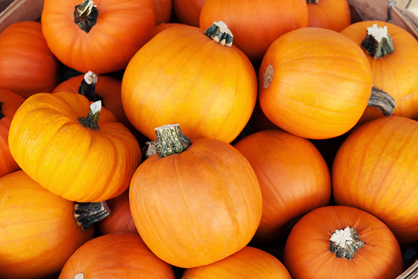 Sugar pumpkins at the market