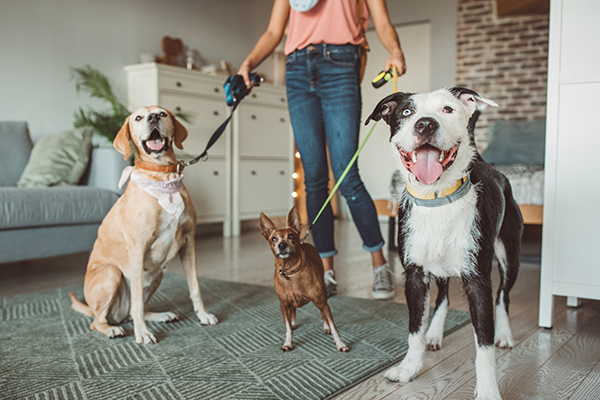 Woman getting dogs ready for a walk