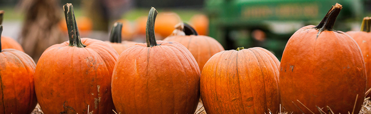 Pumpkins on a farm in the fall during harvest time.