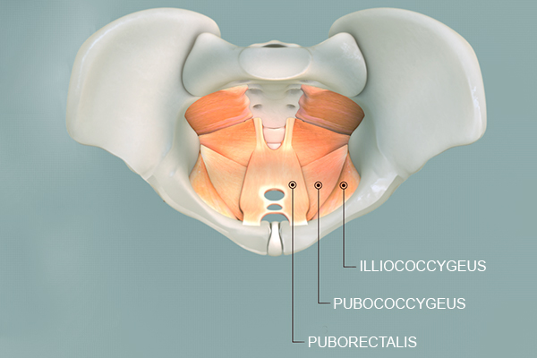 pelvic floor muscles anatomy kegel exercises