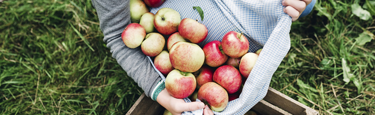 Woman gathering apples in an orchard