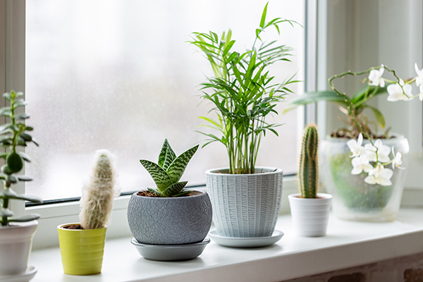  Houseplants in pots on windowsill. 