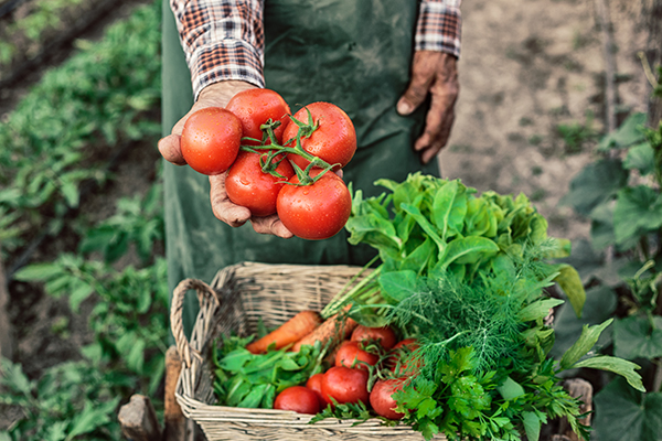 Farmer worker displaying tomatoes