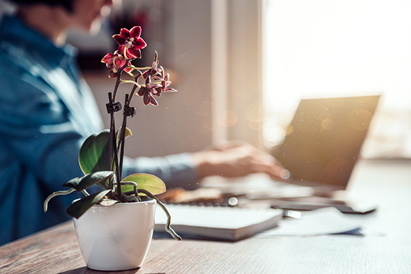 Orchid sitting on desk in home office