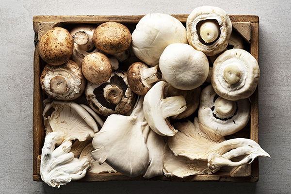 variety of edible mushrooms