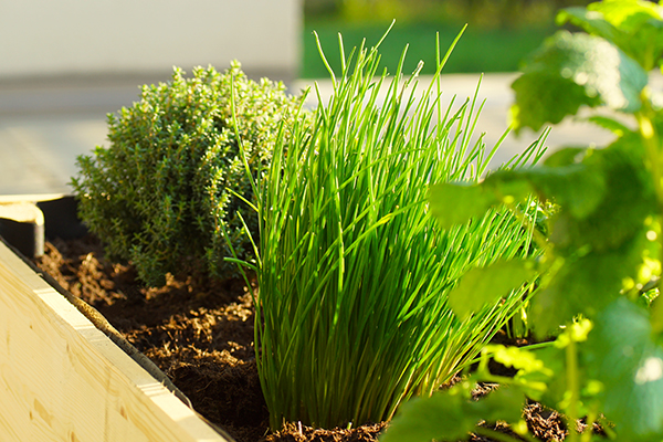 Different herbs growing in raised bed