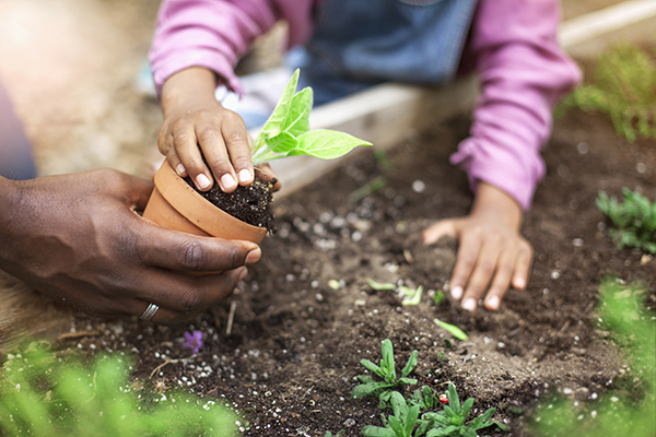 father and daughter planting potted plant in garden