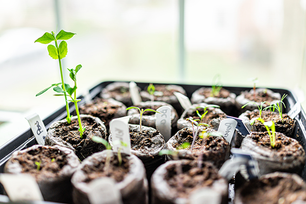 Seedlings on a tray