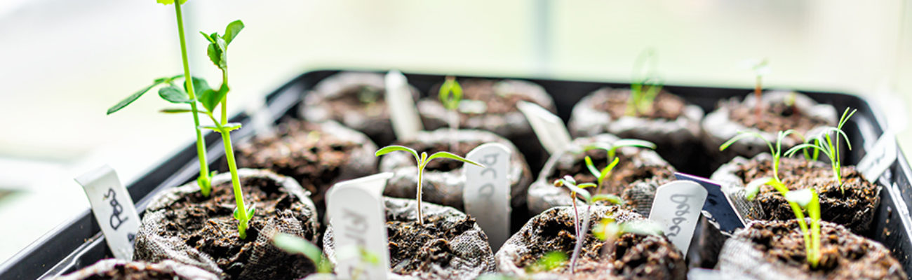 Seedlings on a tray