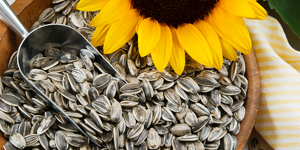 Are Sunflower Seeds Healthy? Get The 411 | BODi