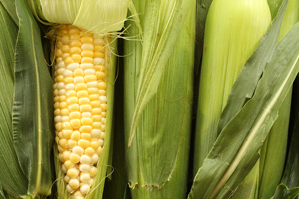 Raw corn in husks, with one peeled back.