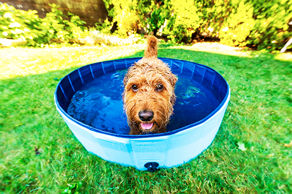 Dog in kiddie pool filled with water