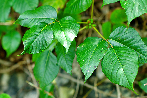 Close-up image of poison ivy leaves with berries.