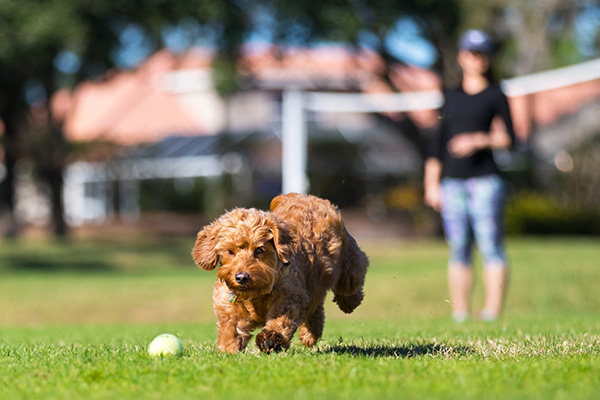 Small goldendoodle chasing a ball outside