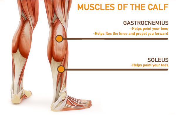anatomy diagram of calf muscles | how to slim calves