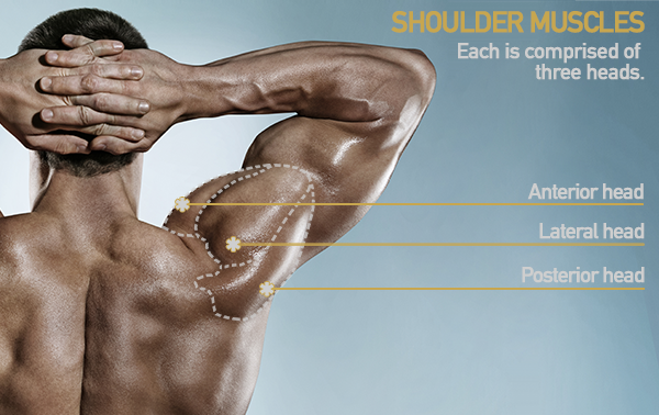 shoulder heads deltoid | shoulder workout for mass