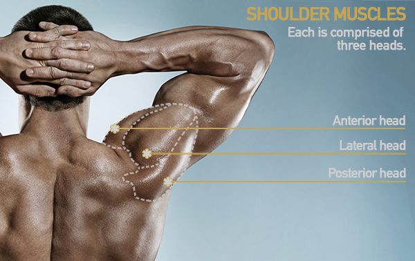 shoulder heads deltoid | star jumps