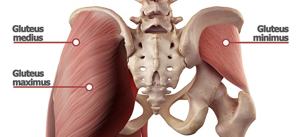 glute muscle anatomy | butt anatomy