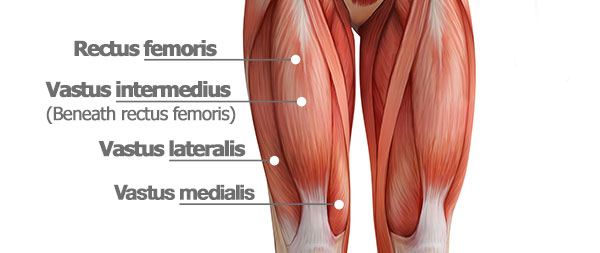 quad muscle anatomy | leg muscle anatomy