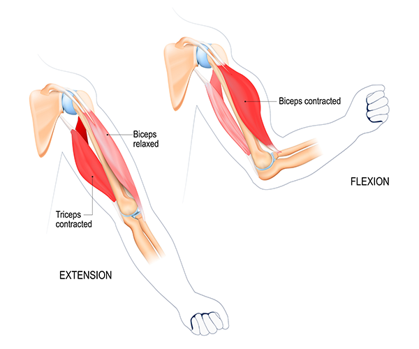 Arm Muscles: Anatomy & Function of Biceps, Triceps, Forearms | BODi