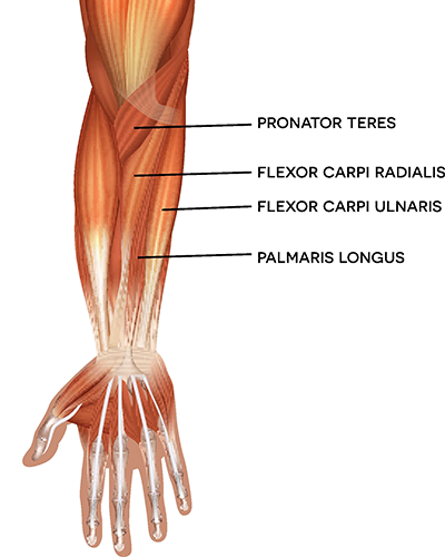 Arm Muscles: Anatomy & Function of Biceps, Triceps, Forearms