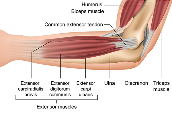 Triceps Anatomy, Origin & Function